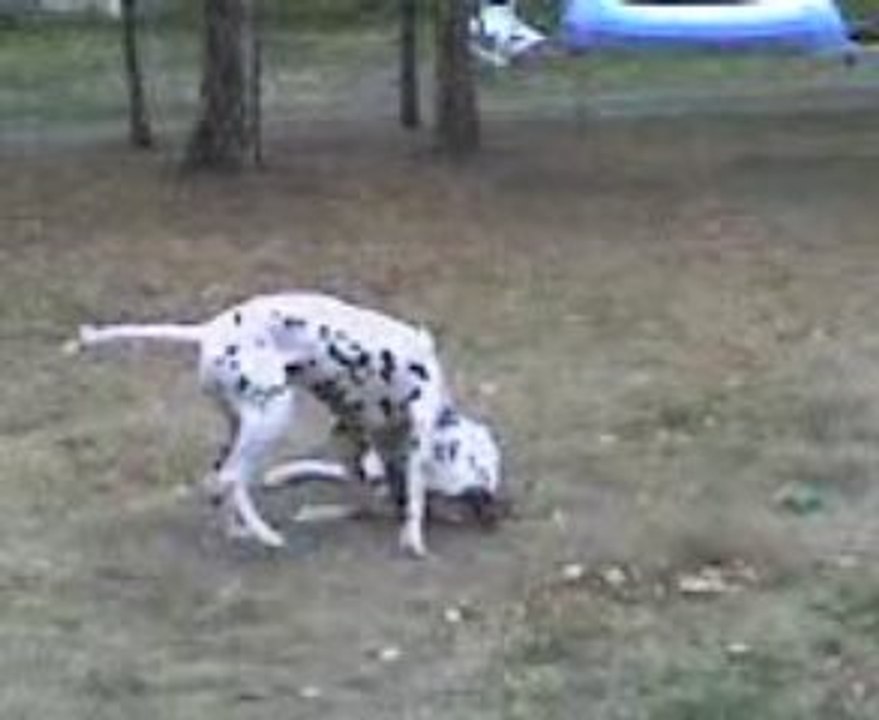 Deux dalmatiens joueur