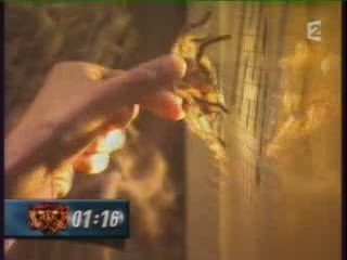 Aventure des mygales et scorpions 1