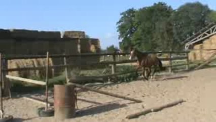 cheval 3 ans par Calisco du Pitray