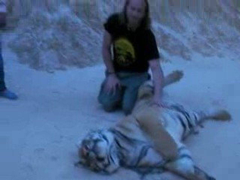 Temple Tiger Thaîlande