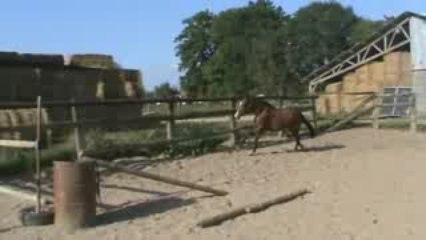 cheval 3 ans par Calisco du Pitray (2)