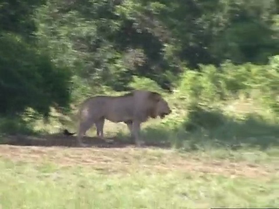 clip Afrique du Sud - VLC 2003