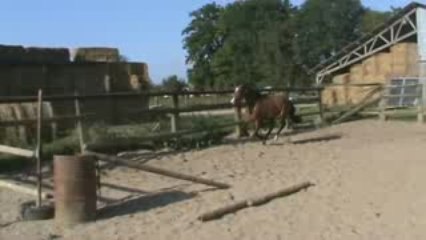 cheval 3 ans par Calisco du Pitray (3)
