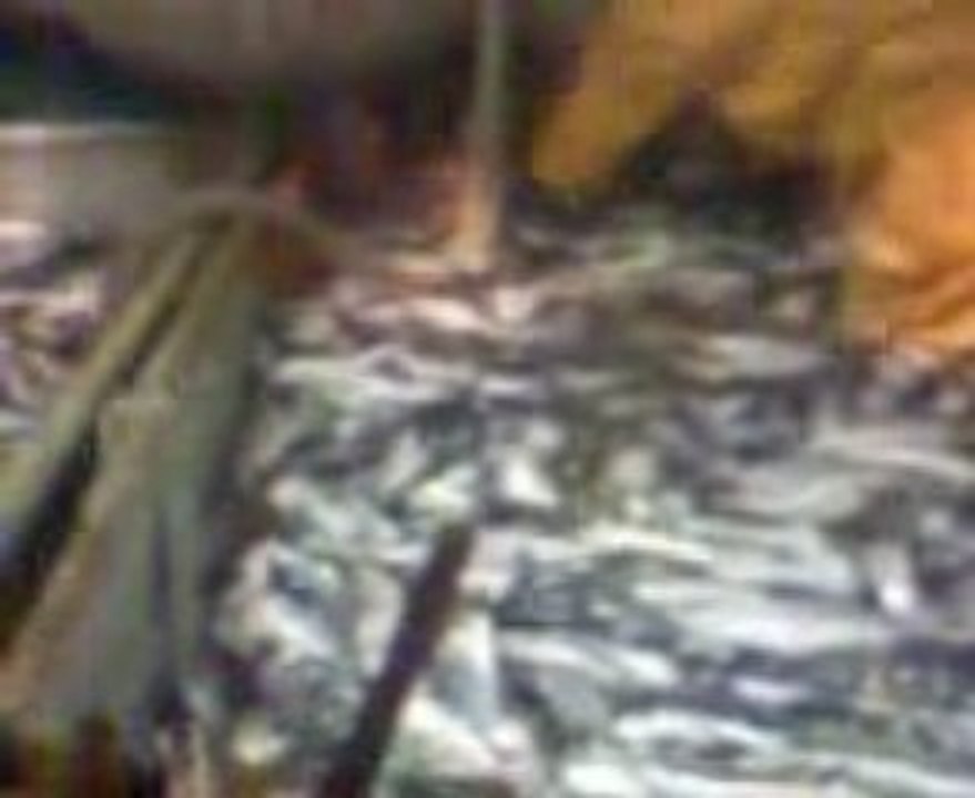 chalutier "mercator" peche au harengs