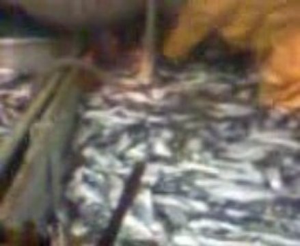 chalutier mercator peche au harengs