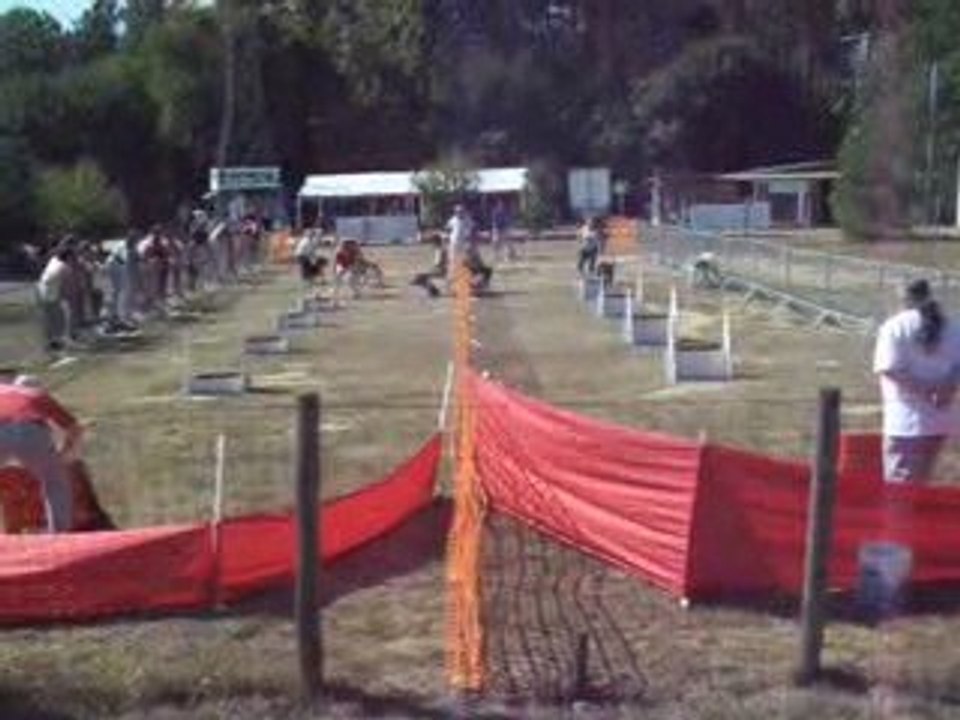 brassage 3 chiens fly concours ccpm2009 135