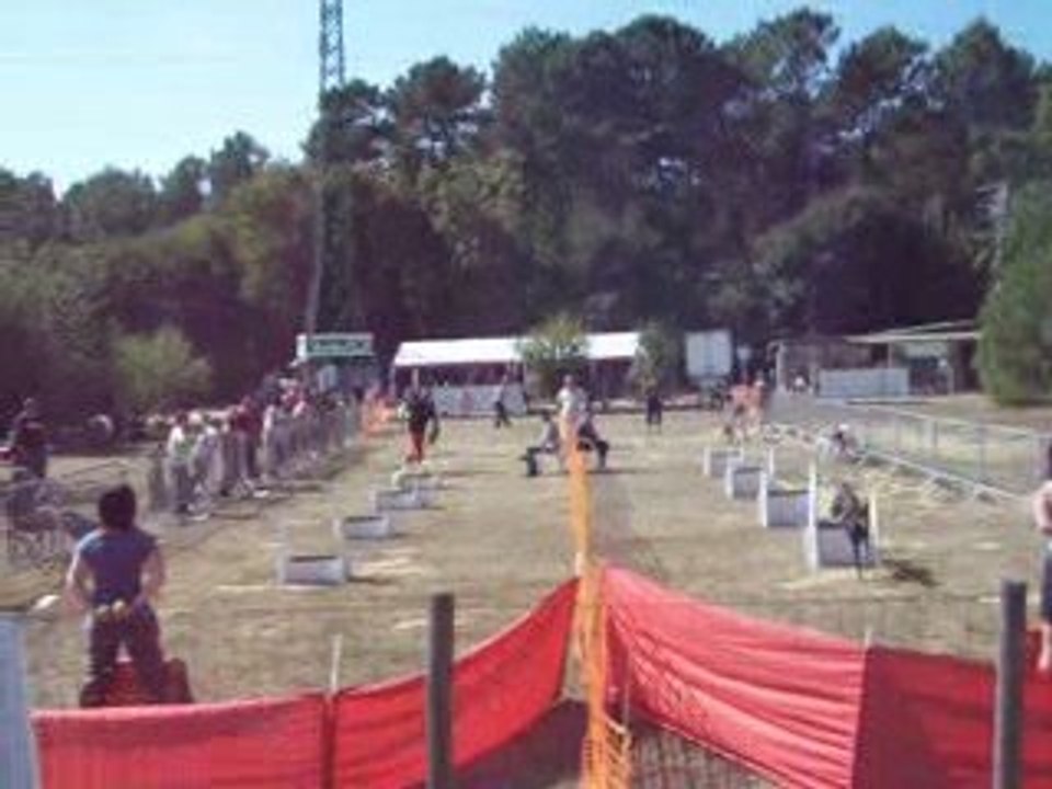 brassage 2 chiens fly concours ccpm2009 138