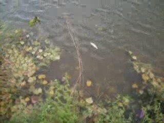 brochet pris au vif par bzhgang