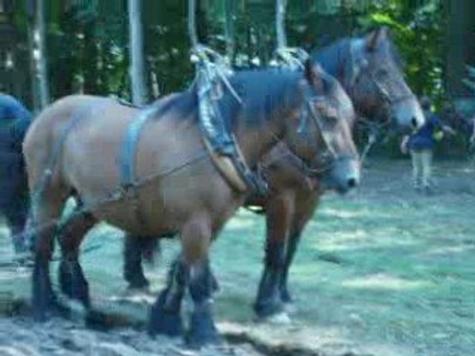 Fete du cheval de trait Féricy 6 sept 2009 - Labour