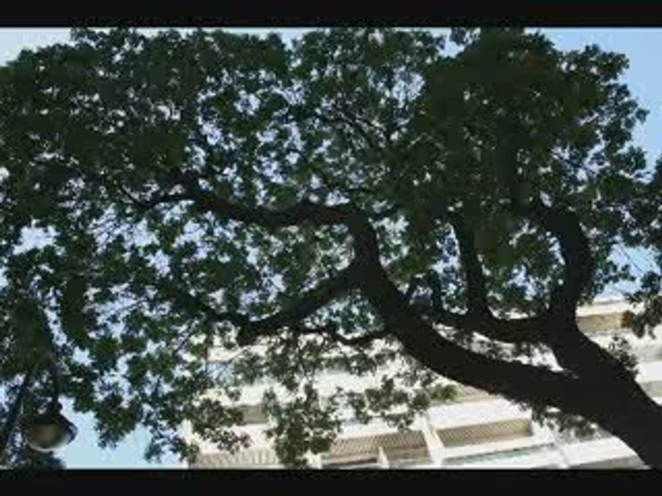 Chi Coltrane - the tree