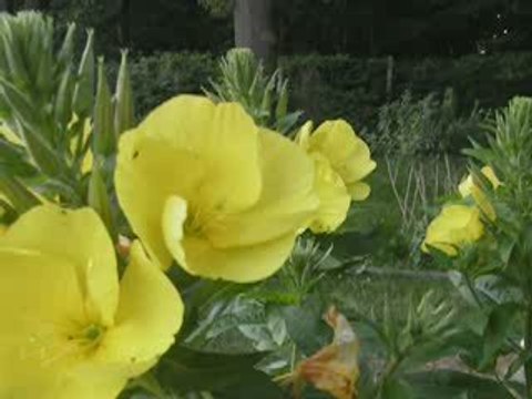 naissance de deux fleurs