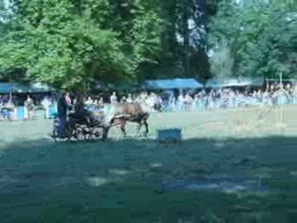 Fete du cheval de trait Féricy 6 sept 2009 - Attelage