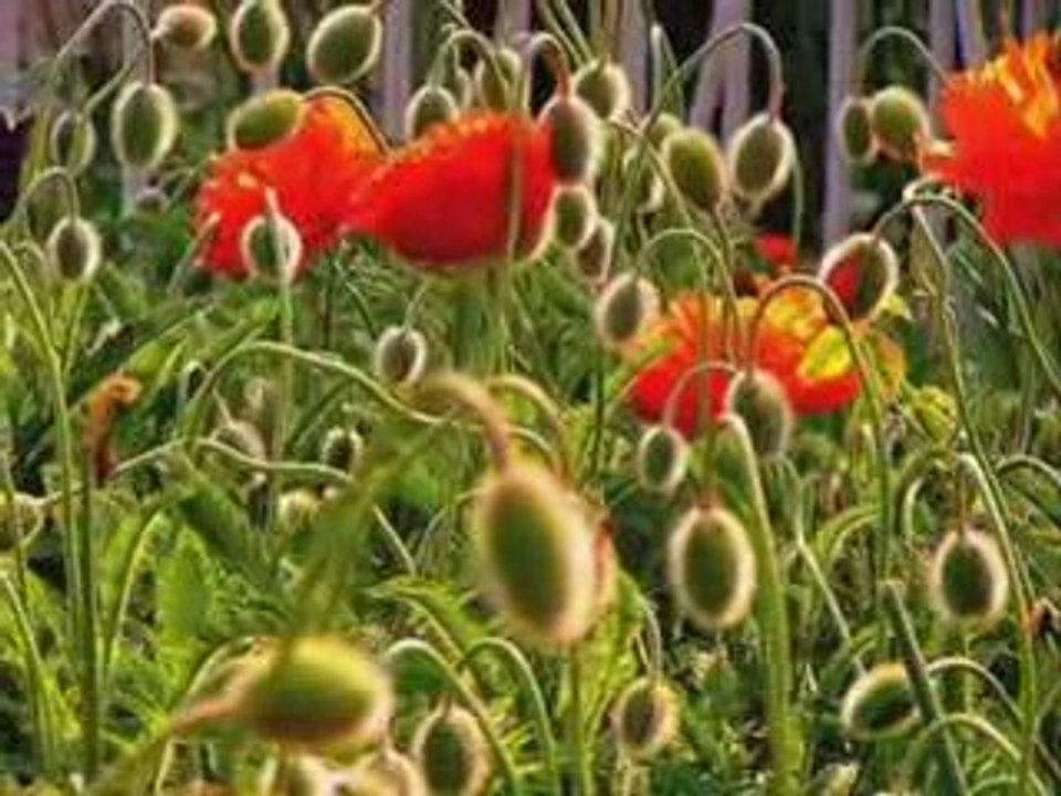 Ömer Faruk Tekbilek / Kürdilihicazkar Saz Semaisi /zeyran34