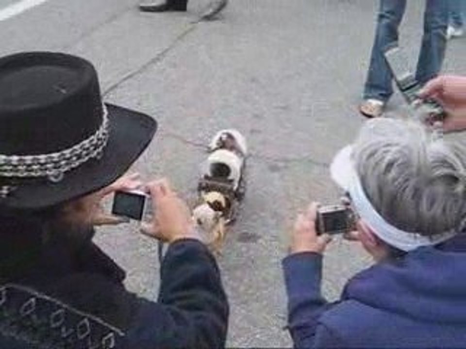Petit chien au Festival western de St-Tite