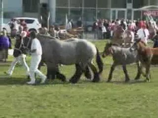 Trait ardennais à Sedan