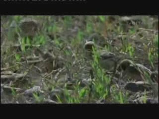 krischnamurti 1sur4 evolution conditionnement etc...