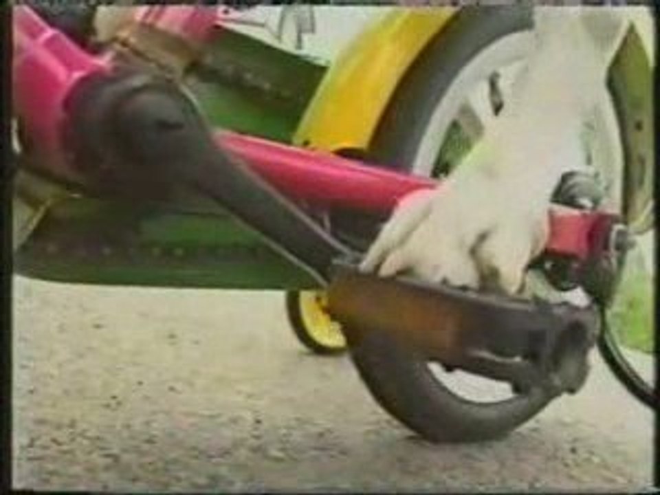 Dalmation Rides A Bike
