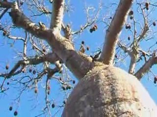 un jour à ifaty (madagascar)