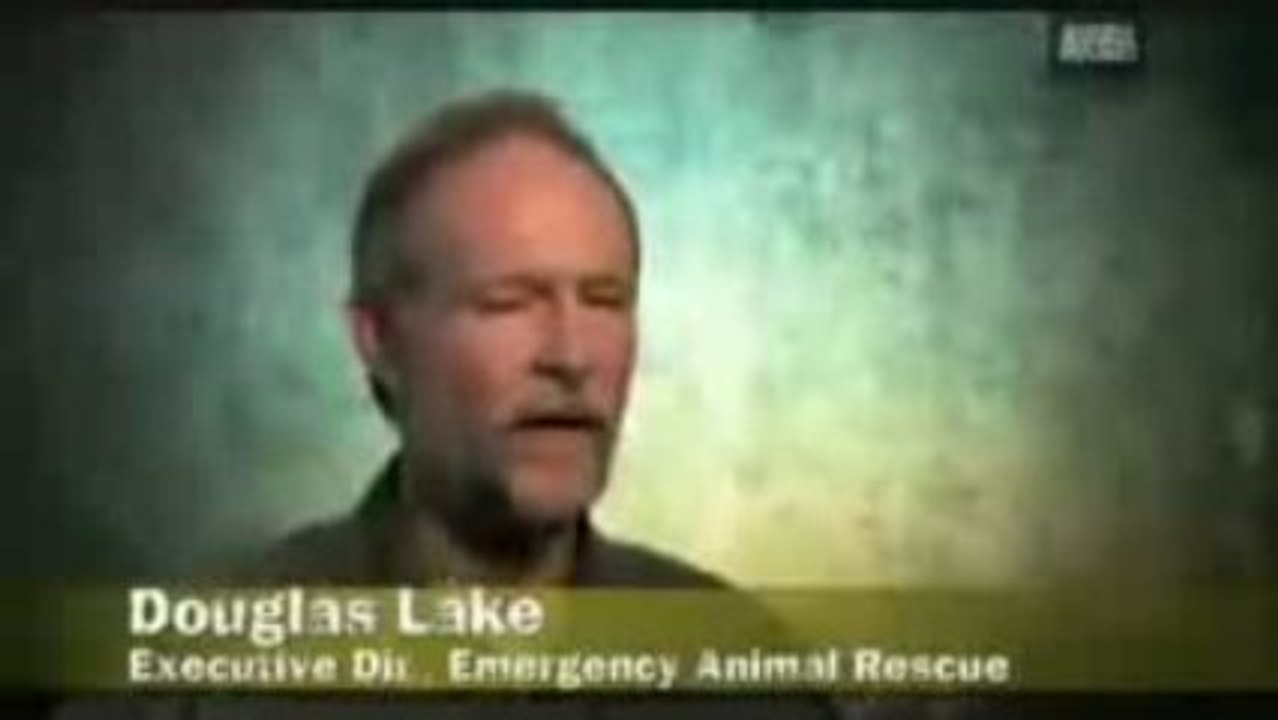 anaconda attacca un cane