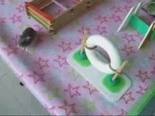 souris-course-agility