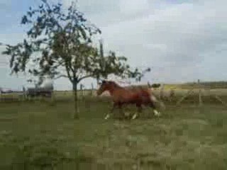 indiana mustang galop