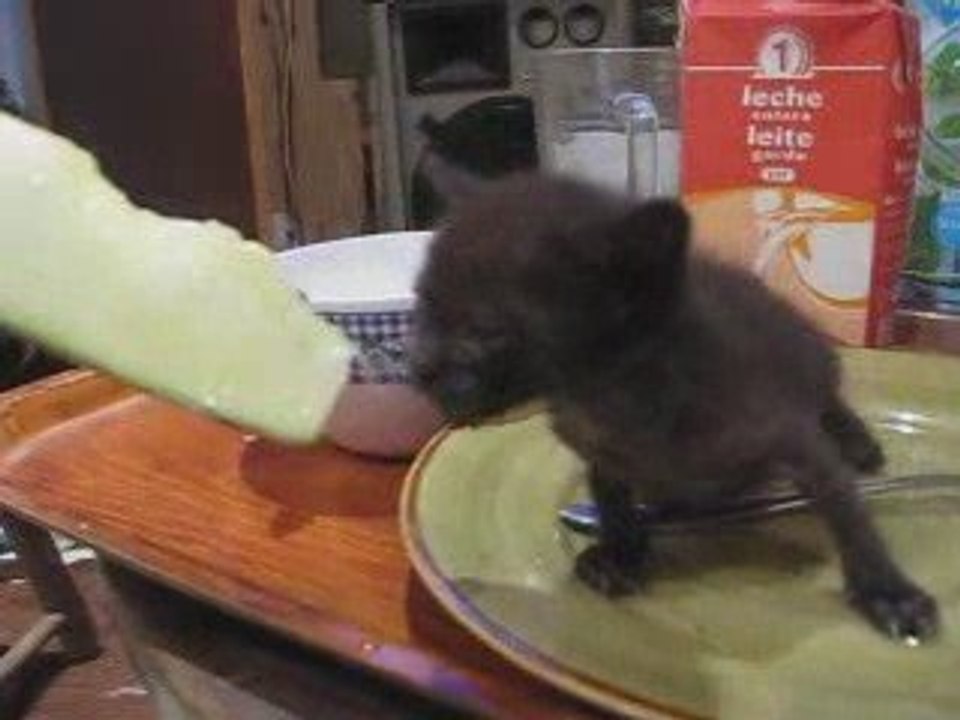 jimi qui mange du melon