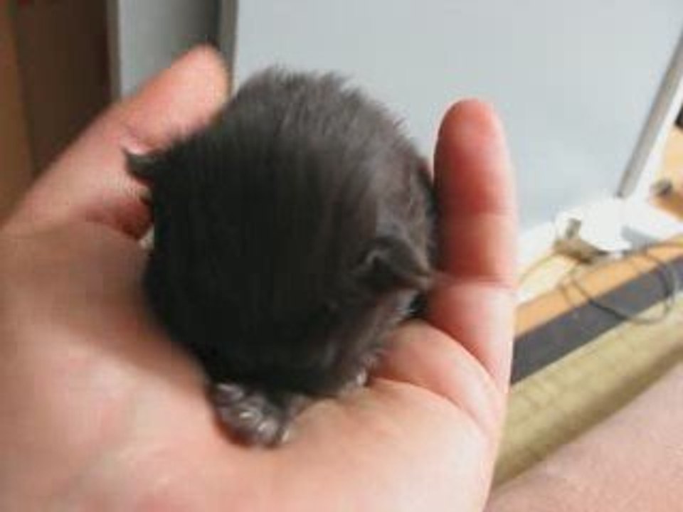 Mini_chat le 17/09/2009