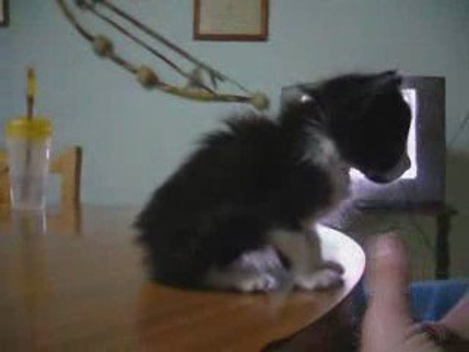 Tato en la mesa