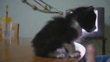 Tato en la mesa