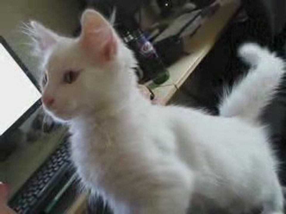 Kumo calin