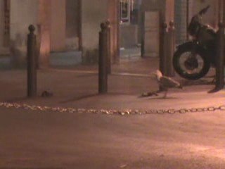 Goeland contre Rat