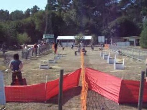 brassage fly 2 chiens concours ccpm2009 137