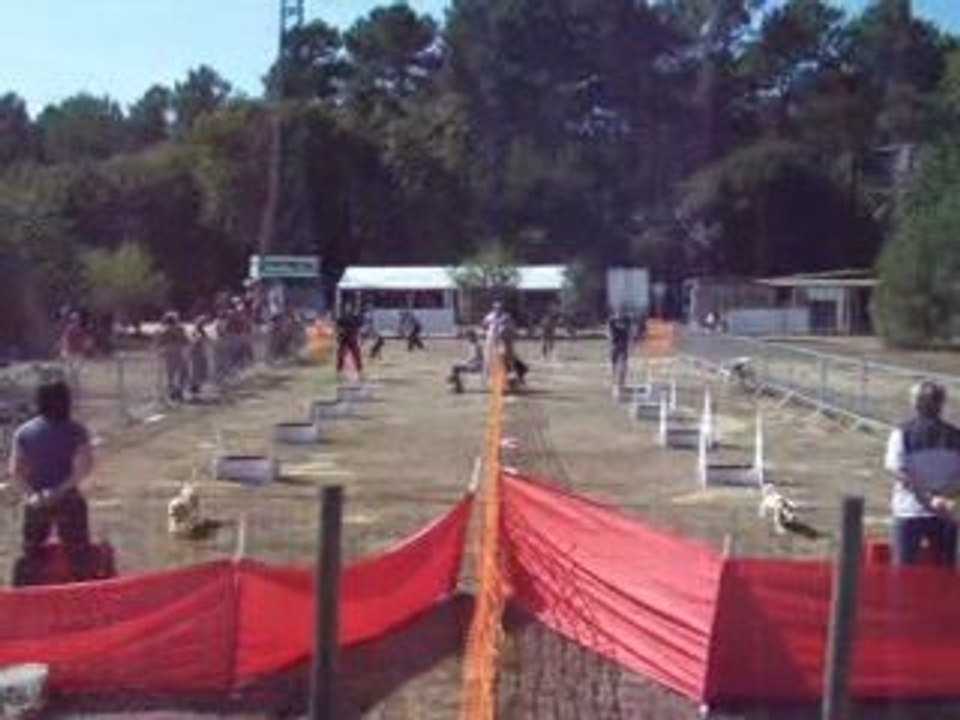 brassage fly 2 chiens concours ccpm2009 141