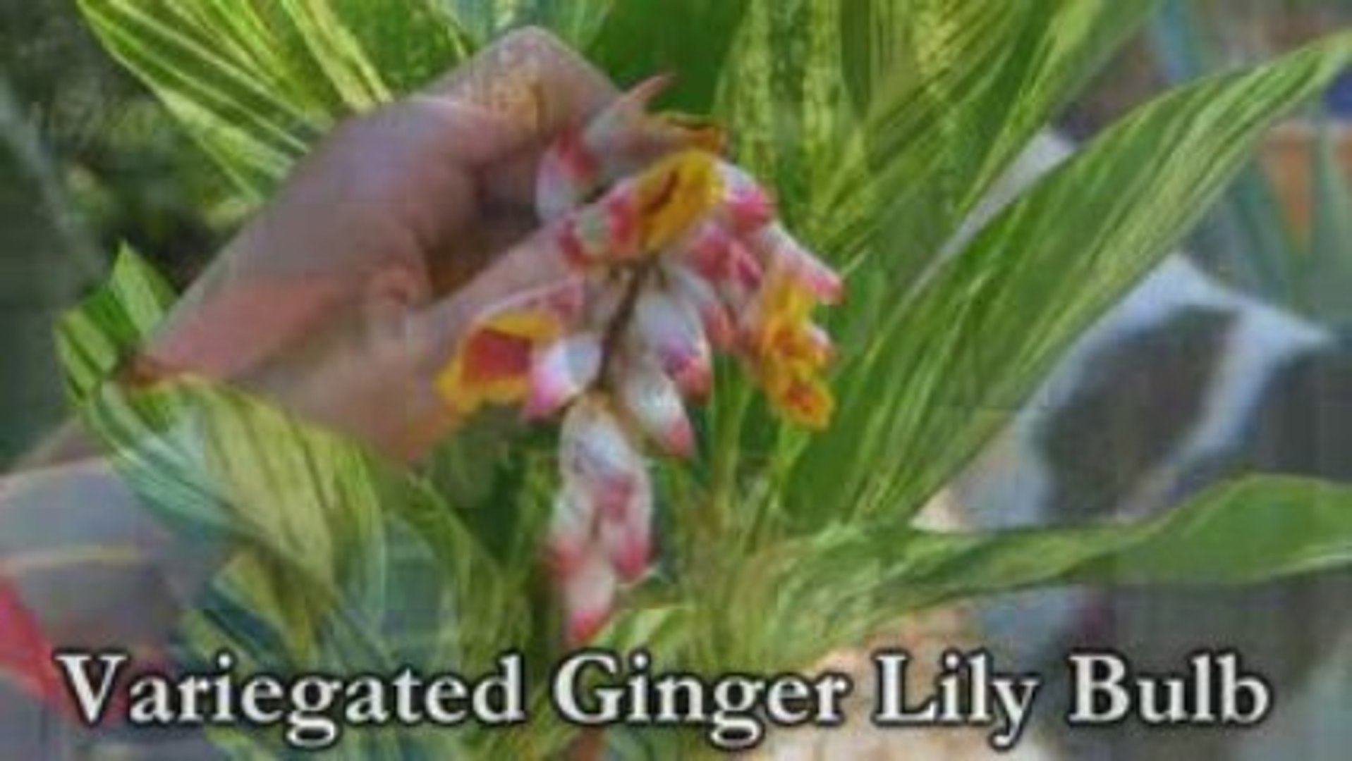 Variegated Ginger Lily Bulb Video Dailymotion