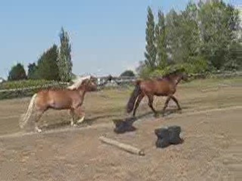 pitch et sibélius : travail duo en liberté