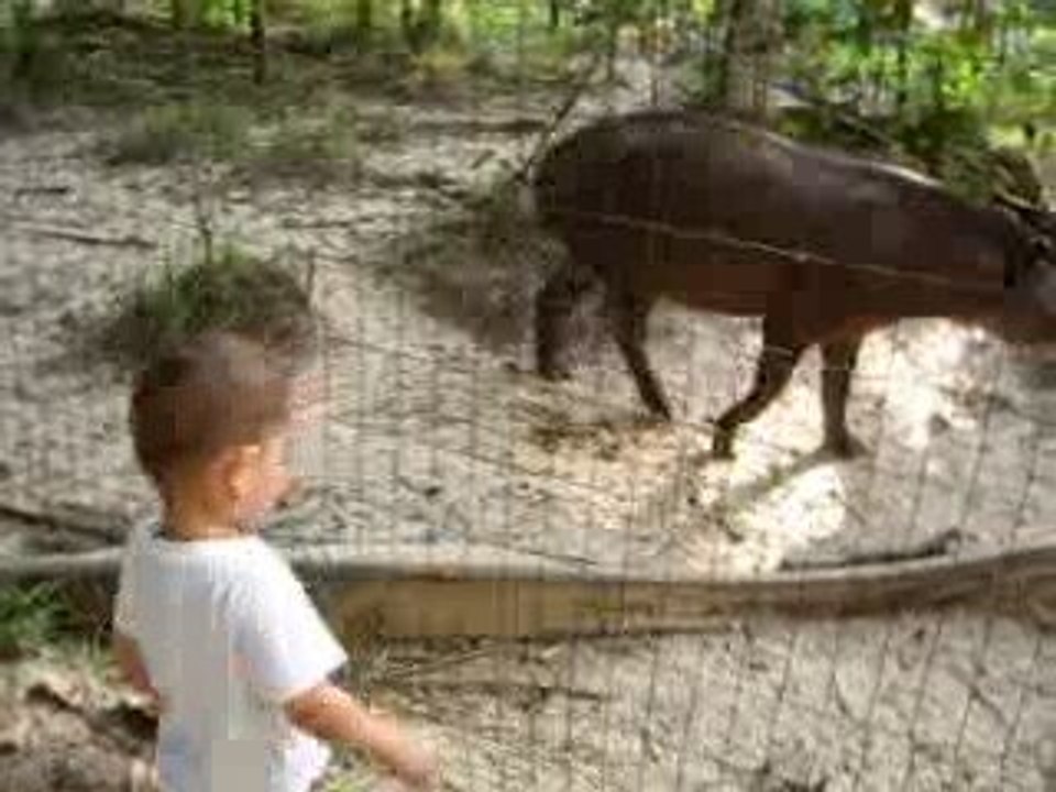 alex au zoo