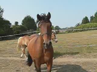 pitch et sibélius : travail duo en liberté