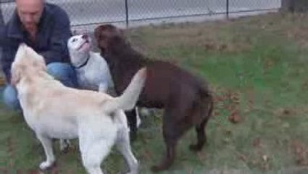 Rencontre de labrador