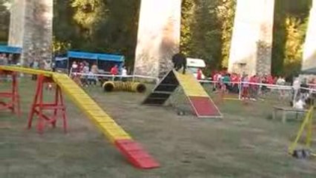 Le bouvier des Flandres Unix de Lage Baston et Hervé