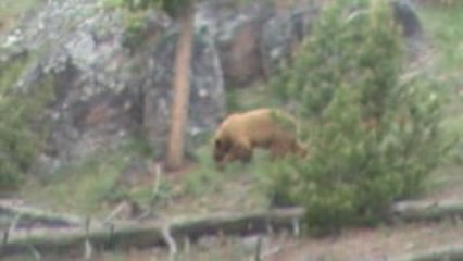 Voyage Yellowstone Jour j+2 (21)