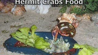 Hermit Crab Care - Long and Happy Life for Them