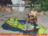 Hermit Crab Care - Long and Happy Life for Them