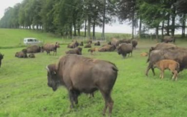 La ferme des bisons