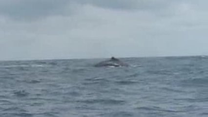 Baleine à bosse Puerto-Lopez Equateur Ecuador 2009