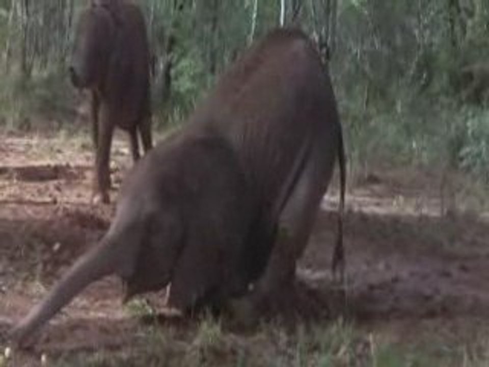 Fiesta en la jungla