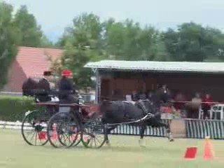 Maubeuge : concours international d'attelage