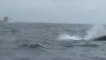 Baleine à bosse Puerto-Lopez Equateur Ecuador part 2