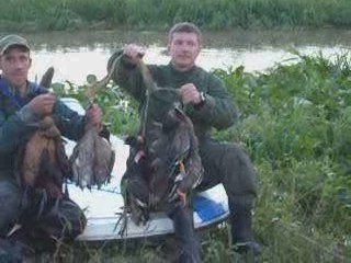 CAZA DE PATOS (DUCK)