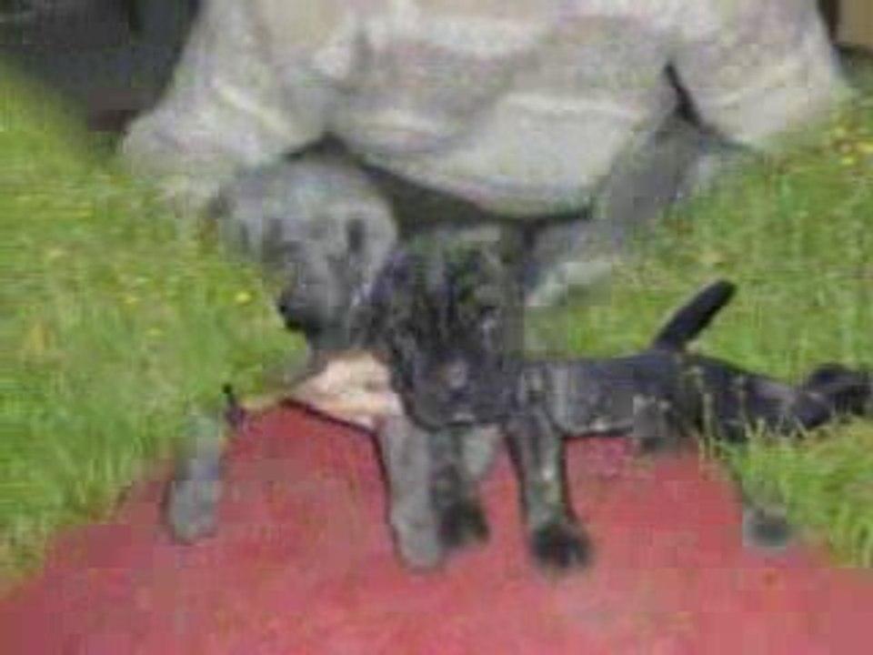 Chiots nés à l'élevage