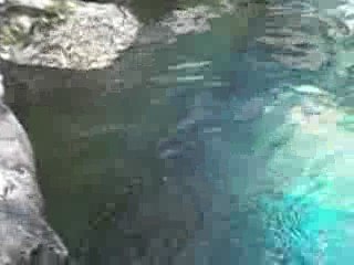 loutres biodome de montreal